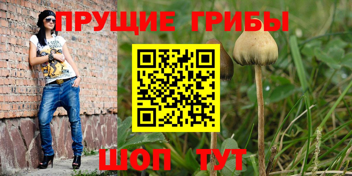 Галлюциногенные грибы Psilocybine cubensis Дмитров